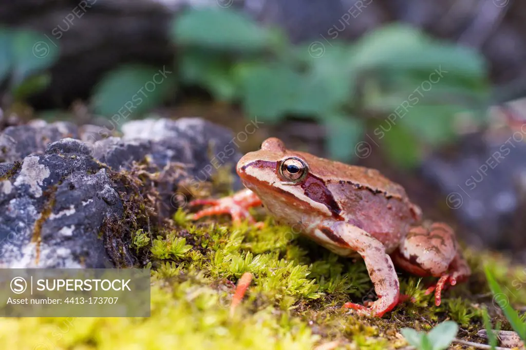 Grass frog in the NP Durmitor in Montenegro