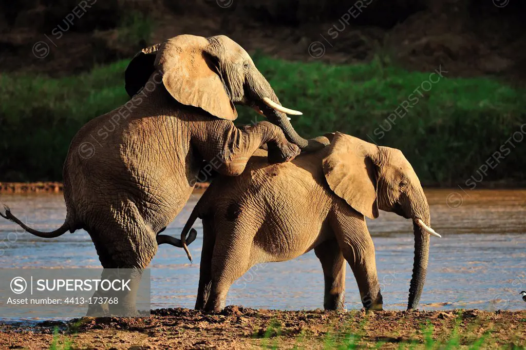 African elephants mating Samburu Kenya