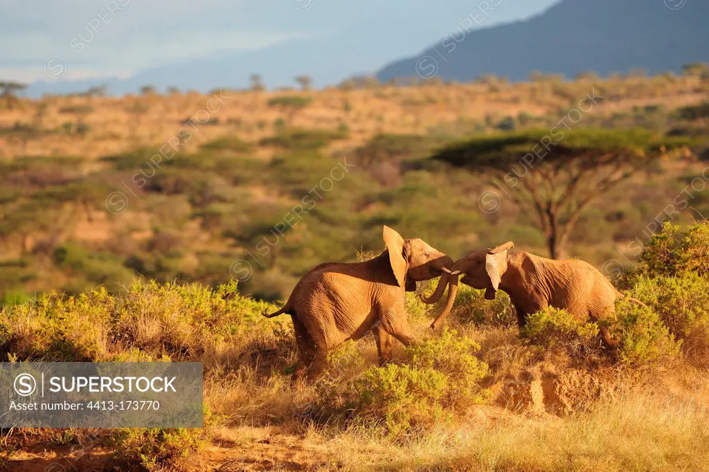 Young Elephants fighting in savanna Samburu Kenya
