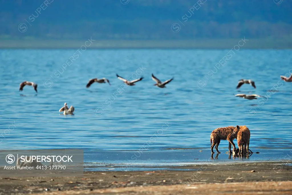 Spotted hyenas at Lake Nakuru and Pelicans in flight Nakuru