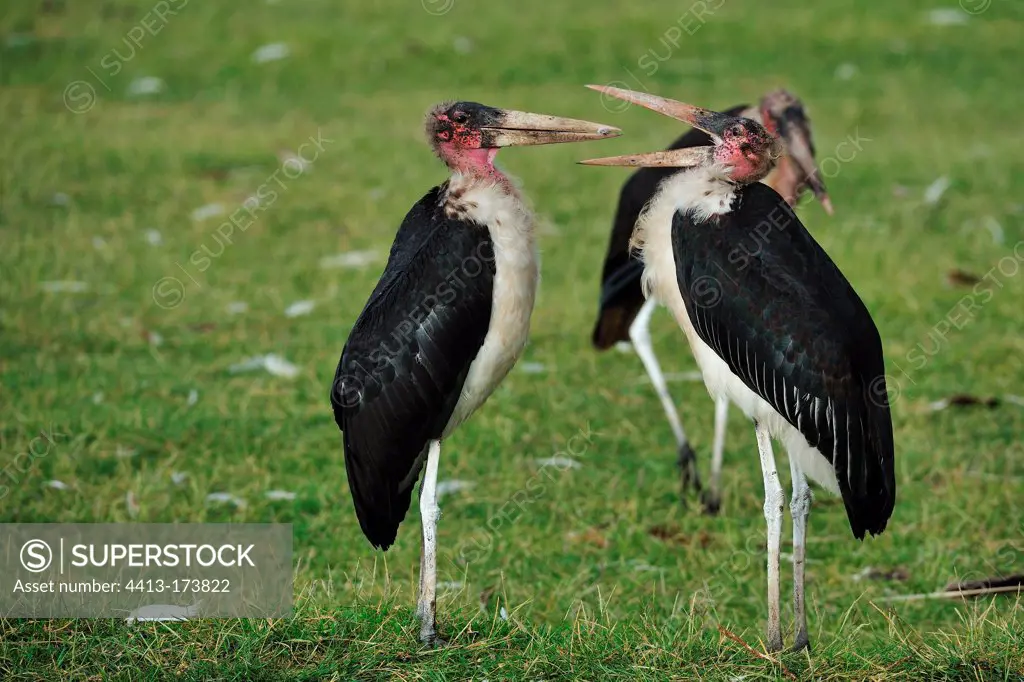 Marabout Storks face to face in the savanna Nakuru Kenya