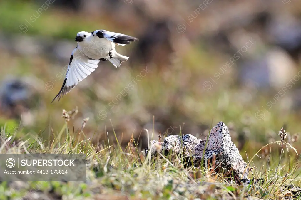 Male Snow Bunting flying in Greenland