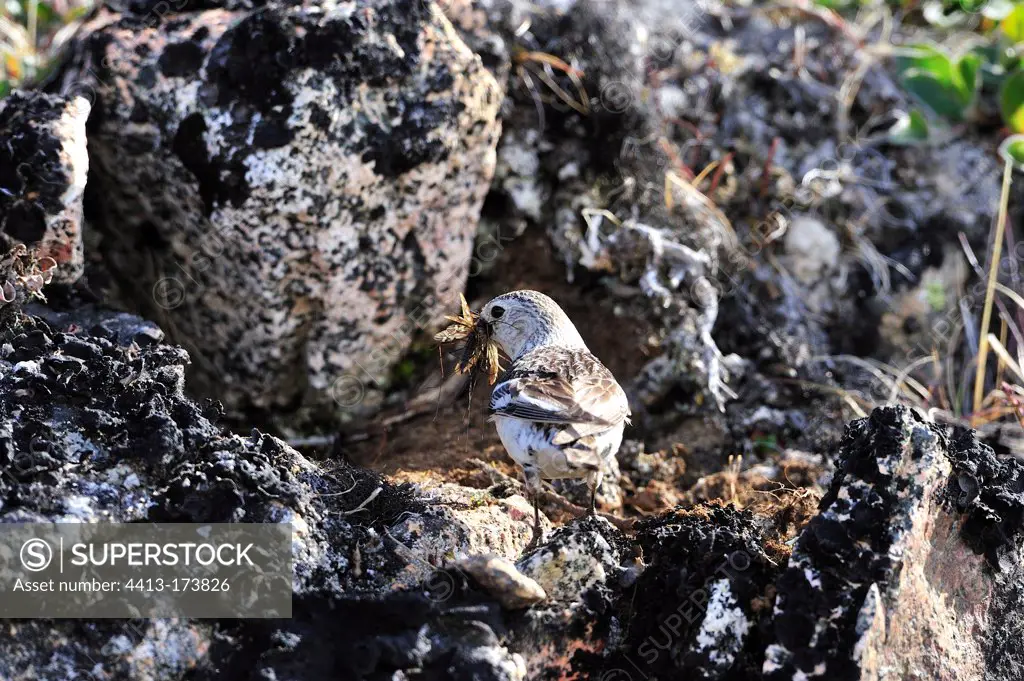 Snow Bunting female feeding its young Greenland