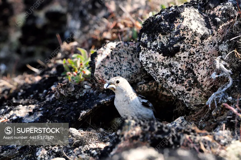 Snow Bunting near its nest under stones in Greenland