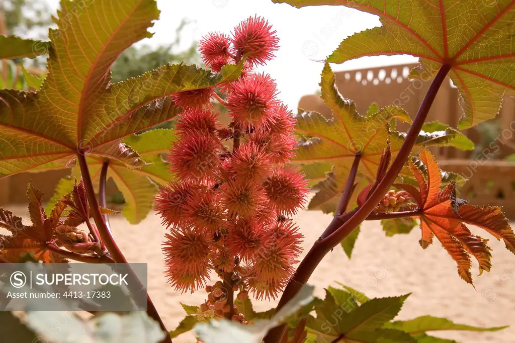 Flower of castorbean Niger