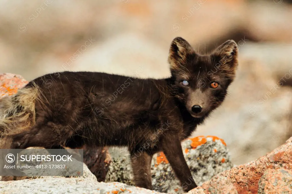 Arctic Fox with an eye punctured in Greenland