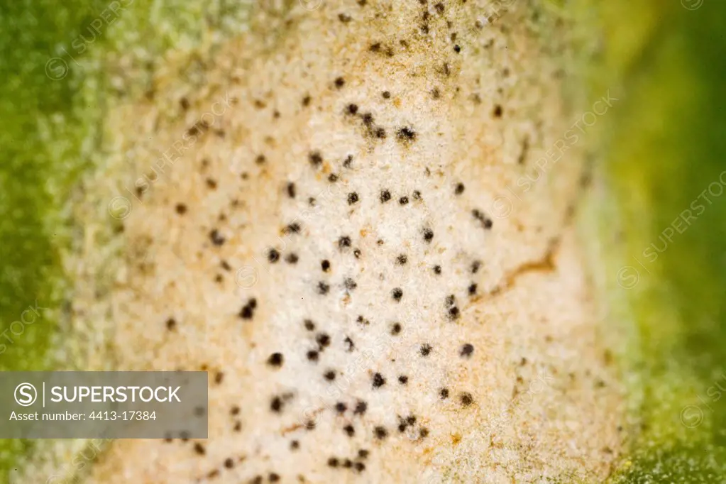 Traces of Phoma on leaf of Colza France
