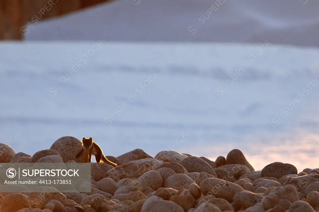 Arctic Fox on a beach Hoegh Cape in Greenland