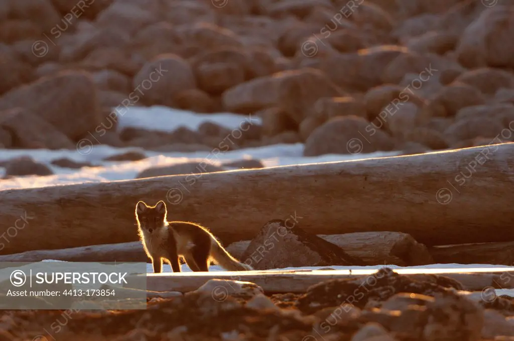 Arctic Fox on a beach Hoegh Cape in Greenland