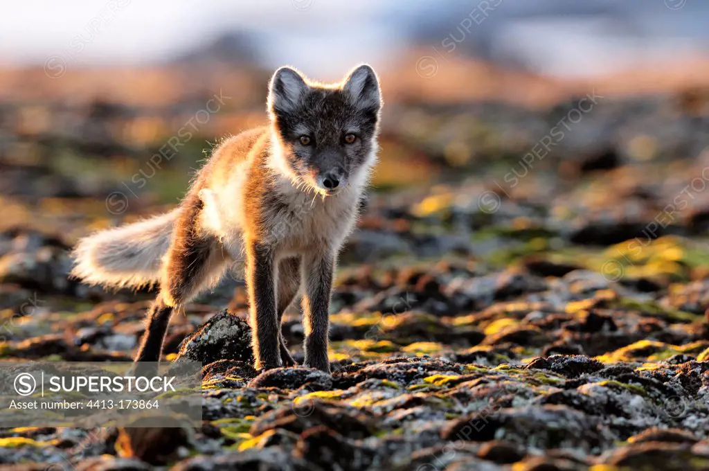 Arctic Fox on a beach in Cape Hoegh Greenland