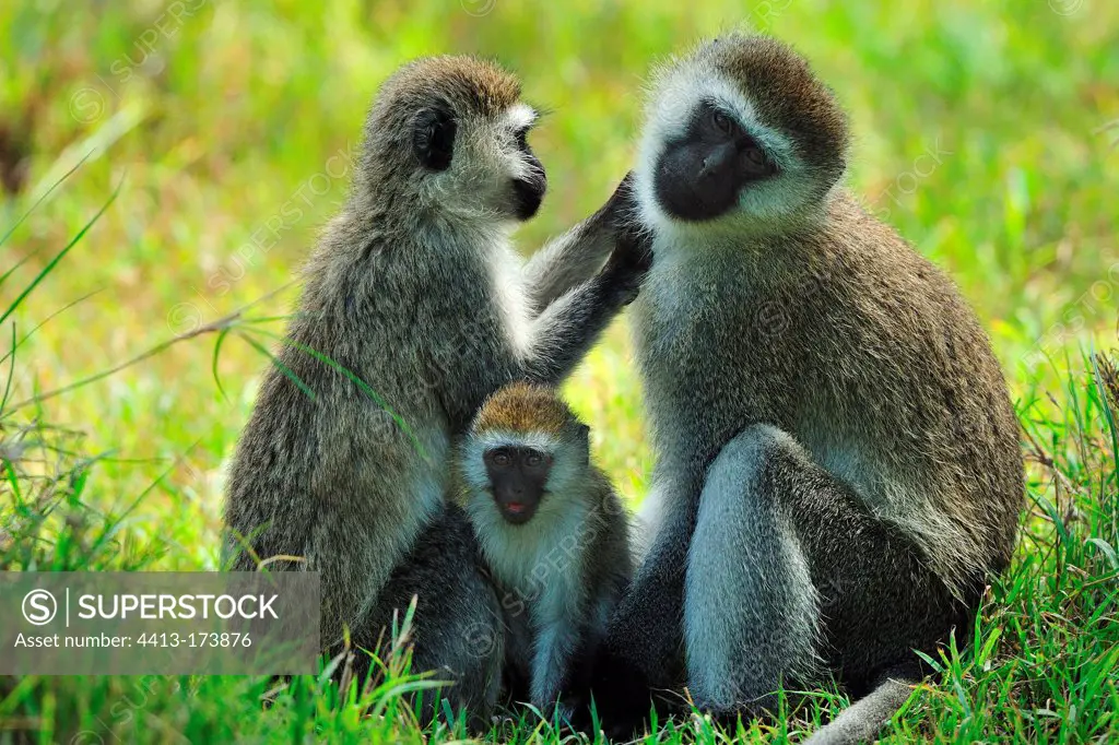 Family of green monkeys grooming Nakuru Kenya