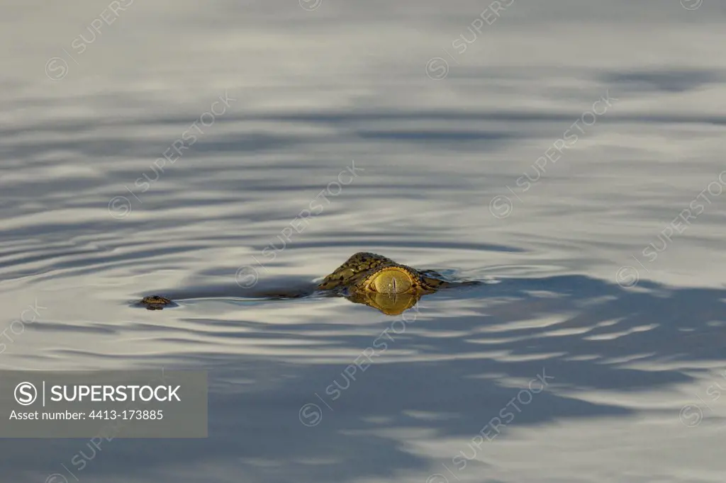 Eye of the Nile Crocodile on the surface of Lake Baringo Kenya