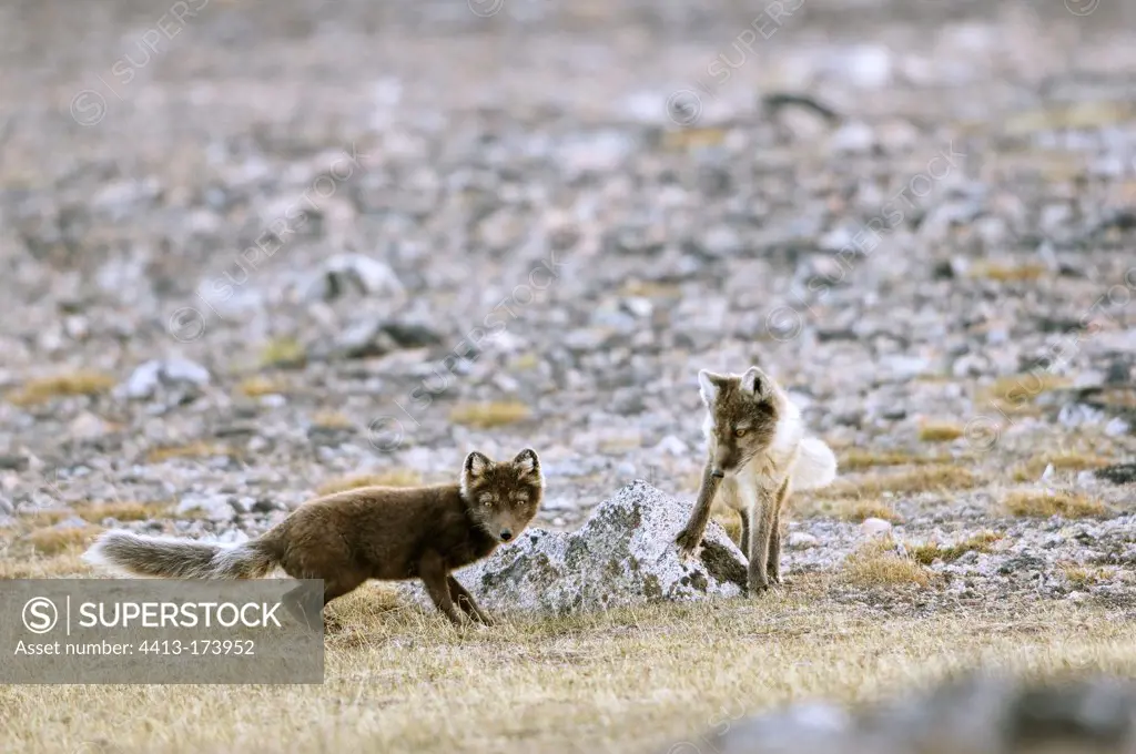 Pair of Arctic foxes at Hoegh Cape in Greenland