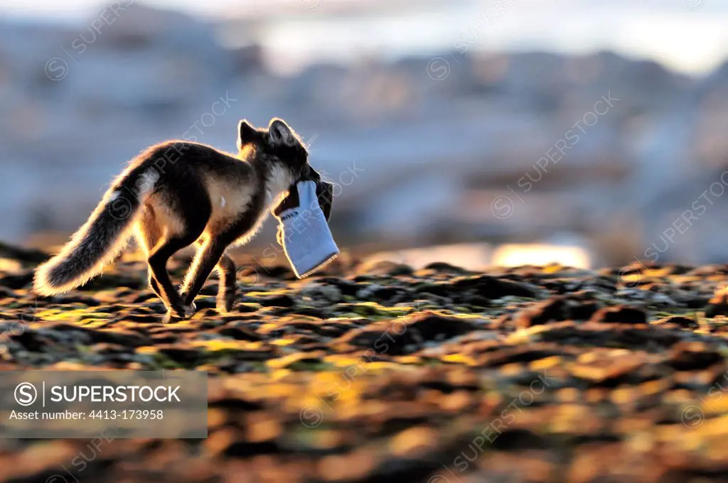 Arctic fox stealing a sock in Cape Hoegh Greenland