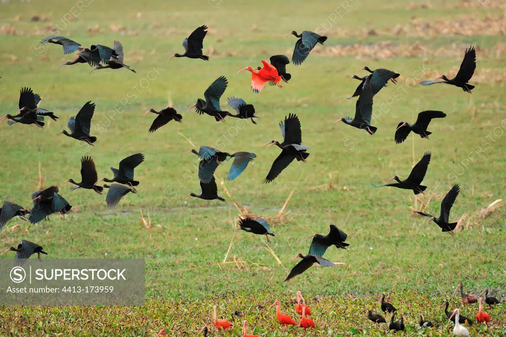 Flight of Bare-faced Ibis and Scarlet Ibis Llanos of Venezuela