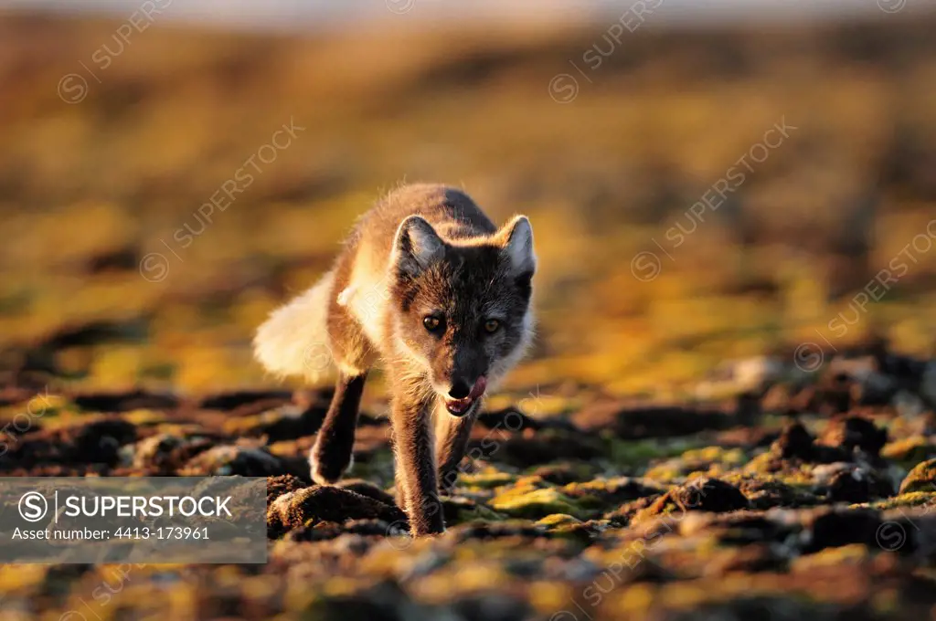 Arctic fox approaching the camp Hoegh Cape in Greenland