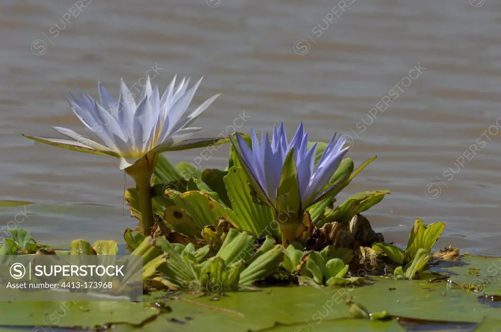 Water Lilies in bloom Lake Baringo Kenya