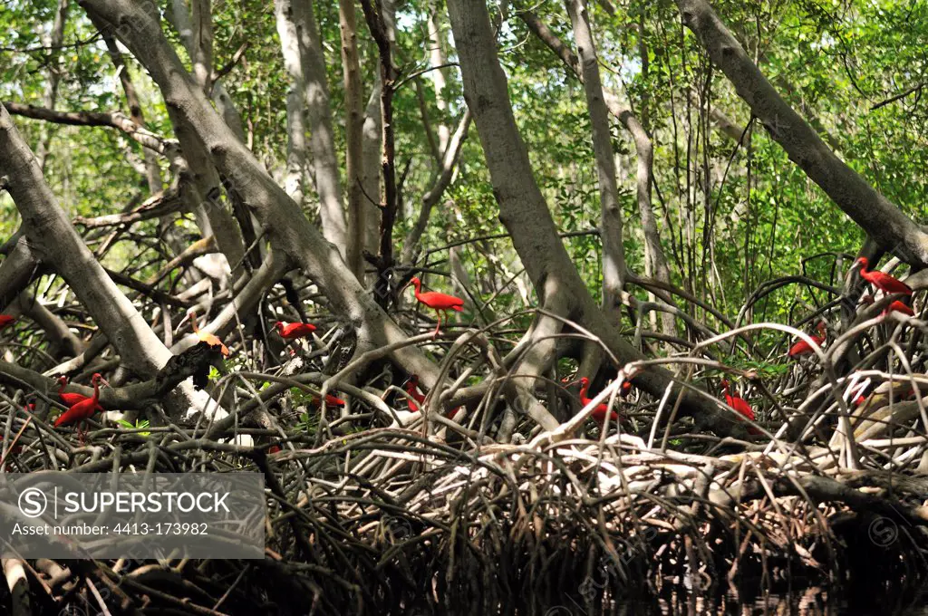 Colony of Scarlet Ibis in the mangrove in Venezuela