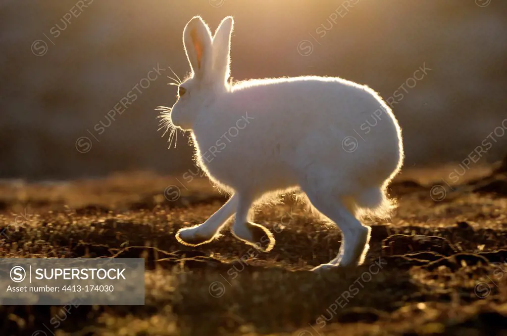 Arctic hare in Cape Hoegh Greenland