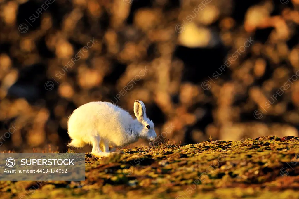 Arctic hare running at Cape Hoegh in Greenland