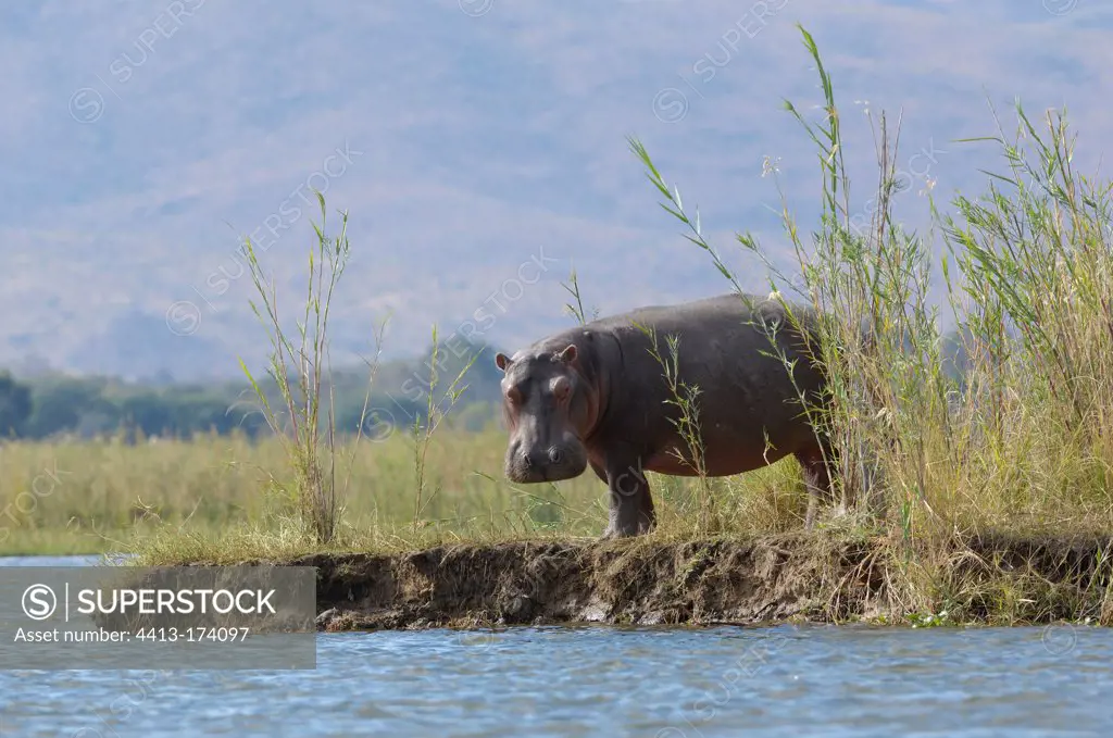 Hippo on the bank Zambia
