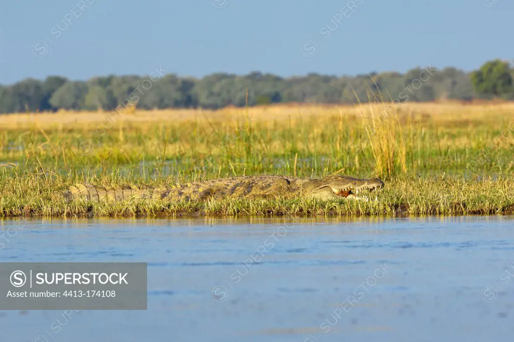 Nile crocodile resting on the bank Zambia