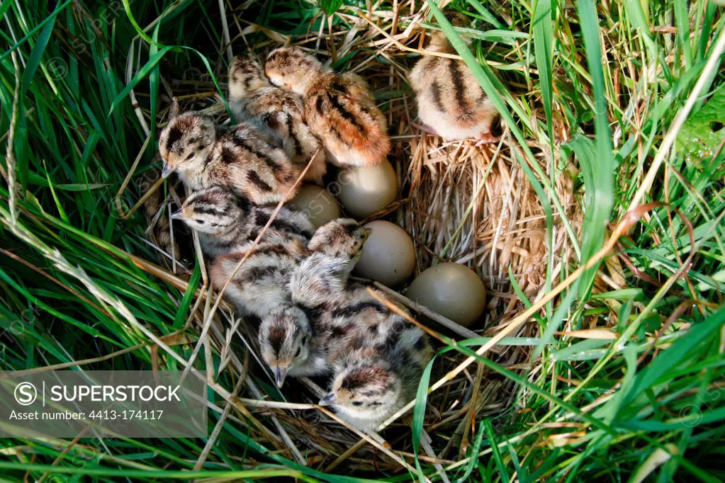 Hatching of ring-necked Pheasant chicks France