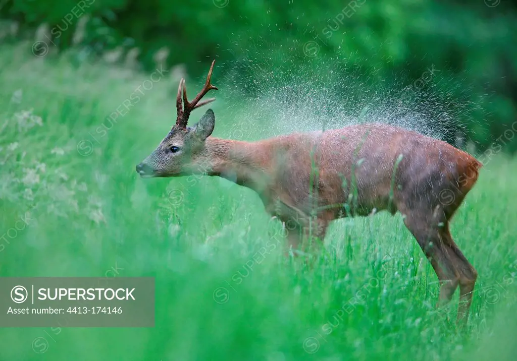 Roebuck snorting after a spring rain France