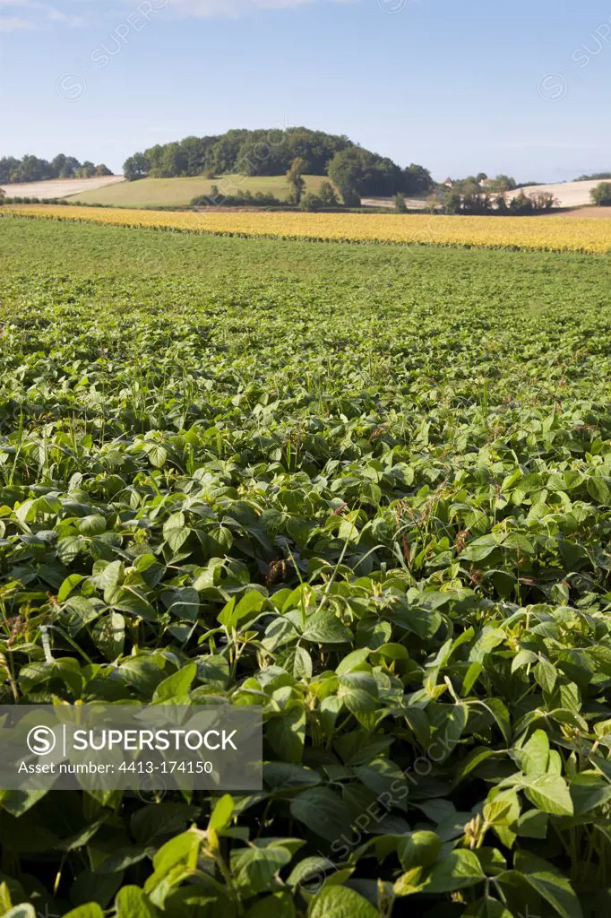 Extensive cultivation of soybean and sunflower France