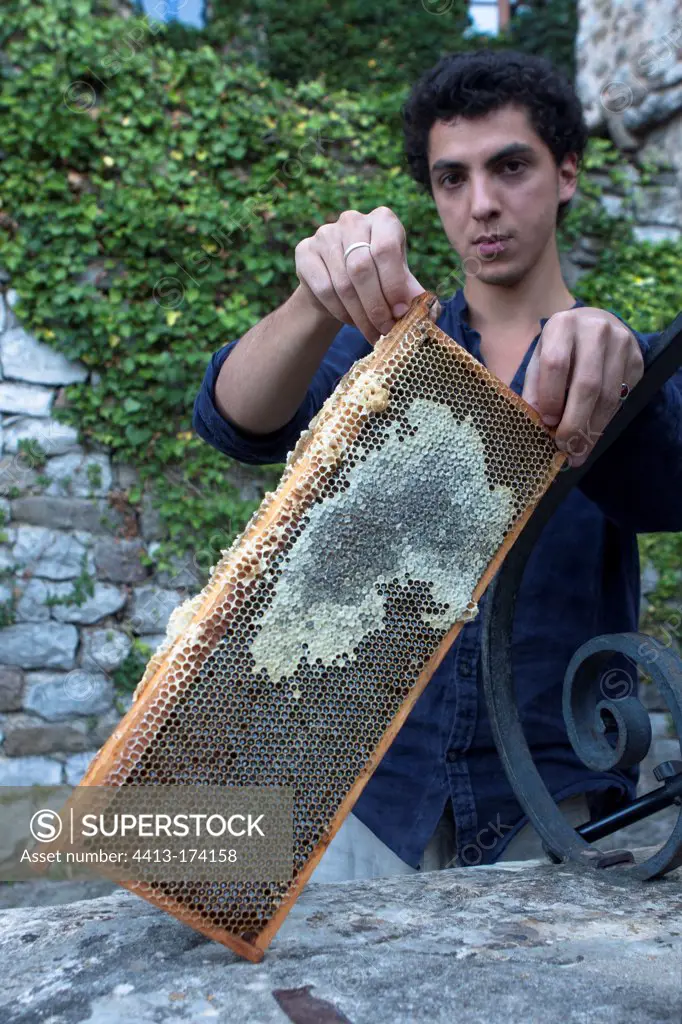 Beekeeper holding honeycomb Cevennes France