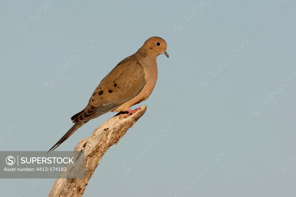 Mourning Dove on a branch Arizona USA