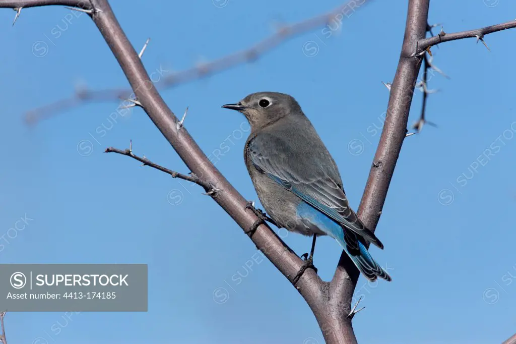 Mountain bluebird on a branch New Mexico USA
