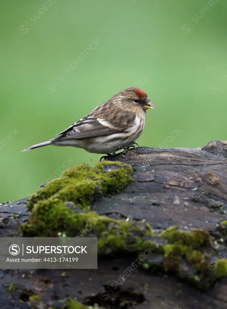 Common Redpoll on a rock Gloucestershire Britain UK