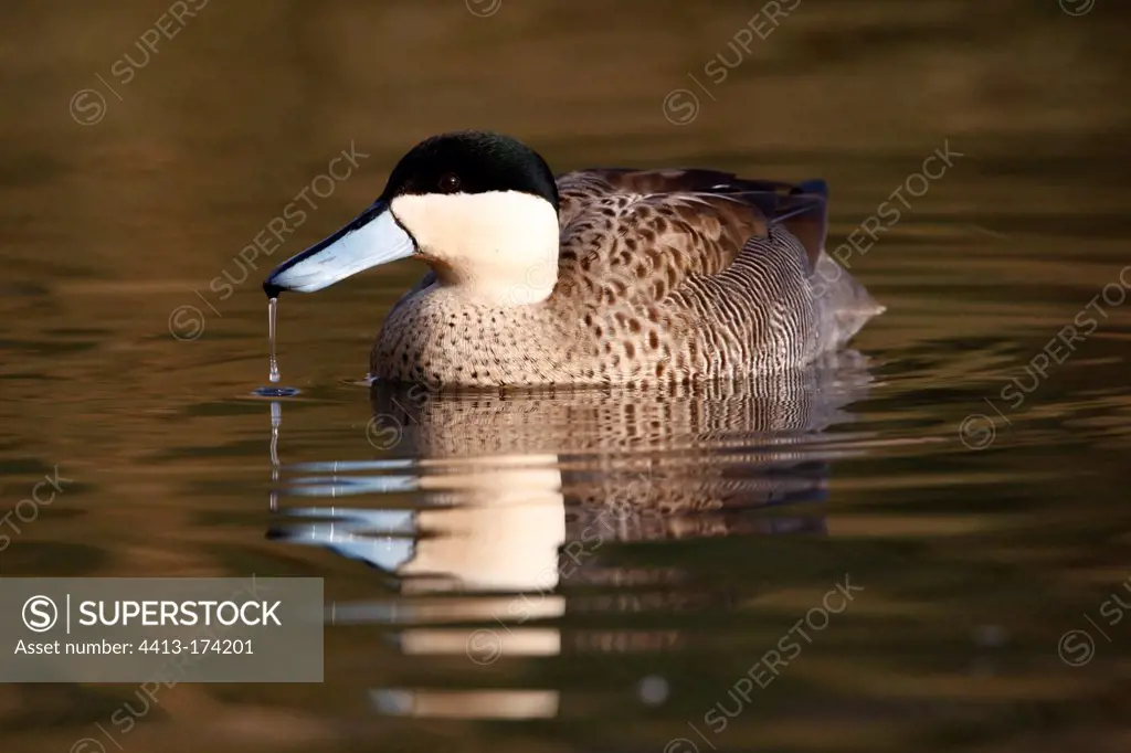 Puna Teal on water