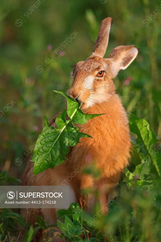 European hare eating a leaf of dandelion France