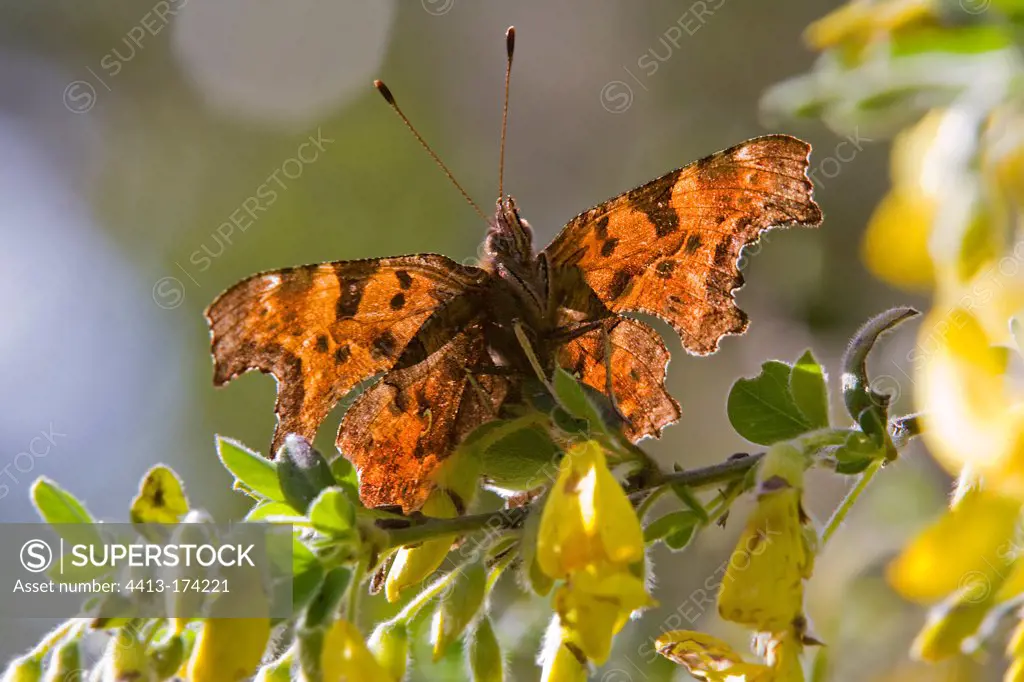 Comma butterfly on a bush of broom in the spring France
