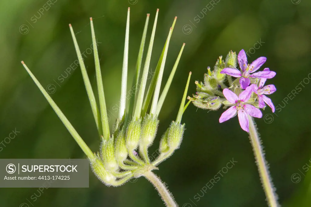 Fruits and flowers of Shepherds needle at spring Var France