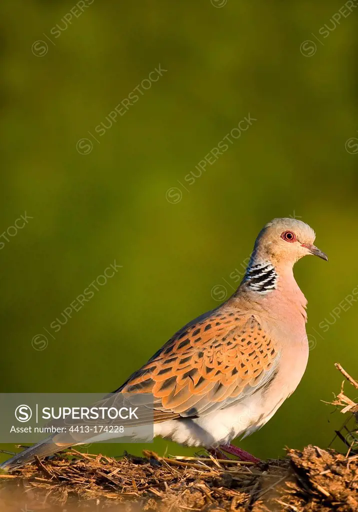 European Turtle dove posed on the ground France