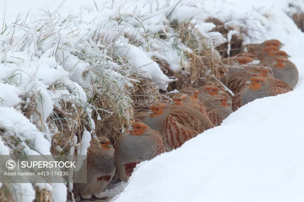 Group of Grey Partridges huddled in the snow France