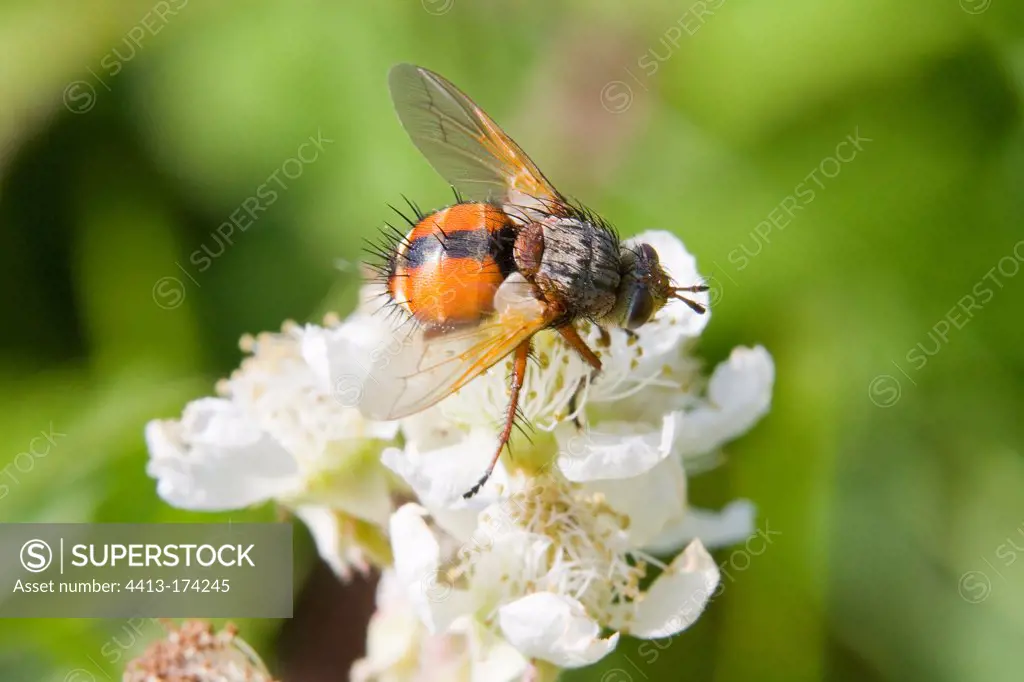 Tachinid Fly on a Bramble flower at spring in Lorraine