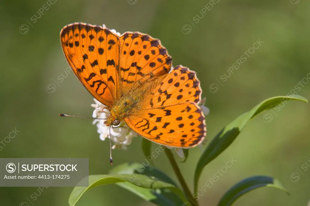 Marbled Fritillary foraging flower in the spring Lorraine