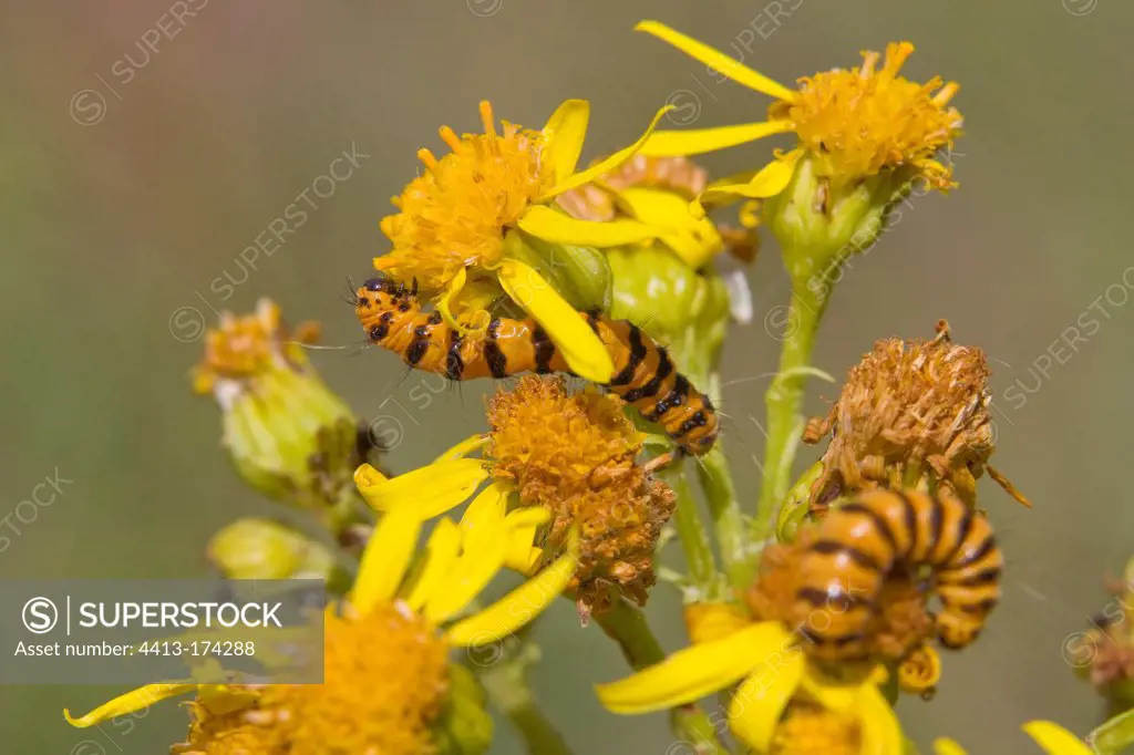 Cinnabar moth caterpillars feeding on Ragwort