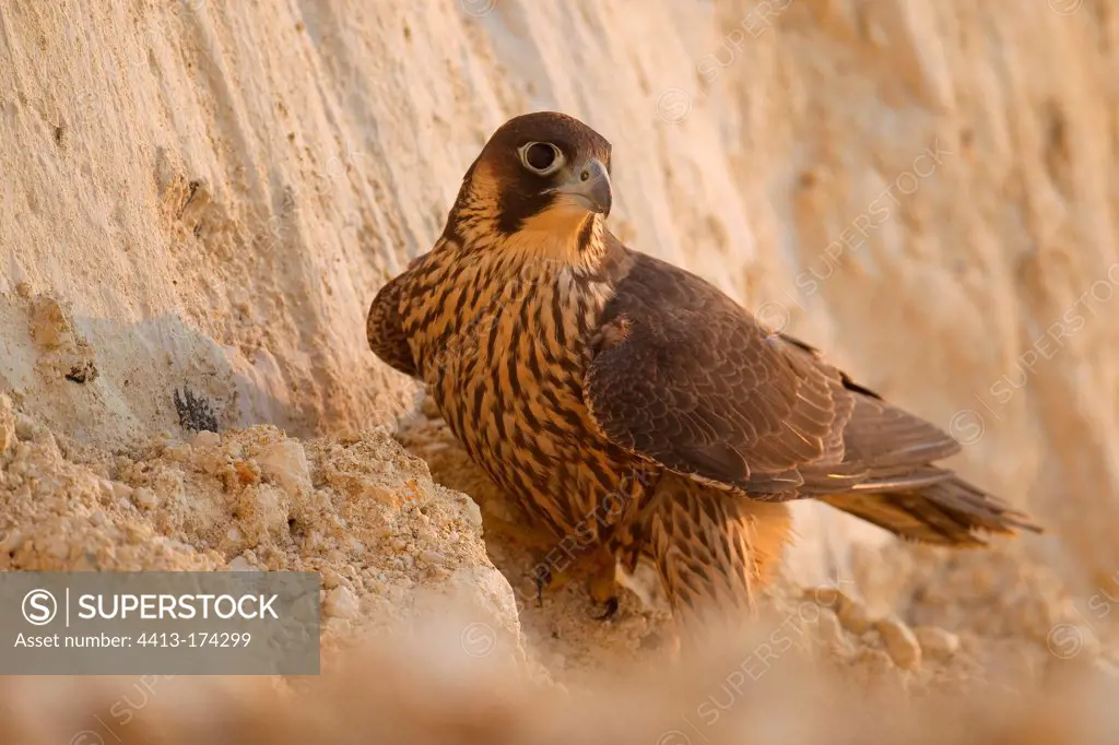 Peregrine Falcon on a cliff France
