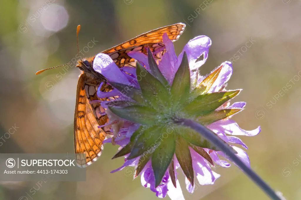 Fritillary foraging a scabious in the spring in Lorraine