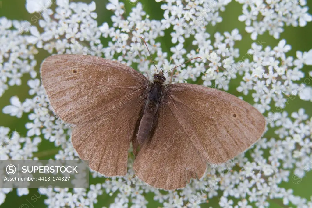 Tristan placed on an umbelliferous in a clearing in the summer