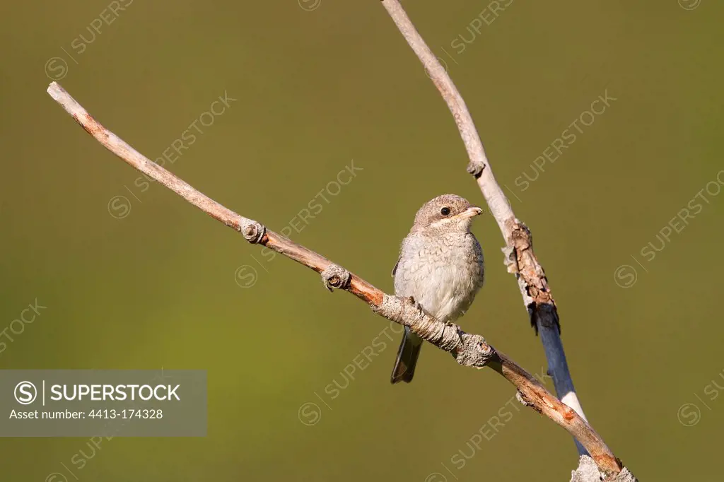 Young Red-backed Shrike on a dead tree branch