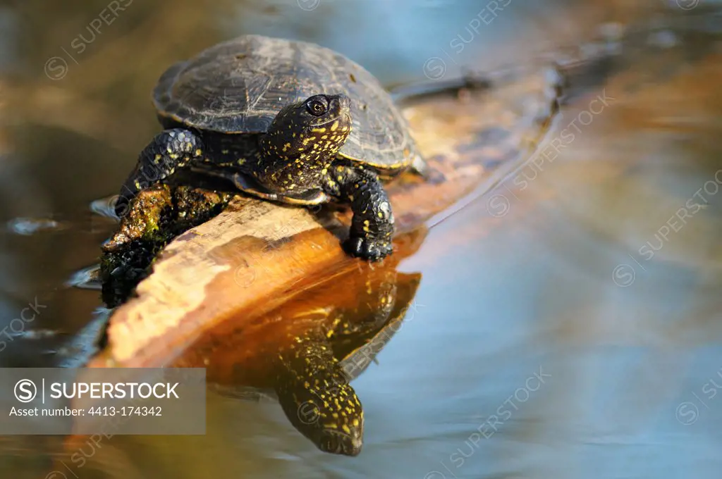 European pond turtle sunbathing on a branch France
