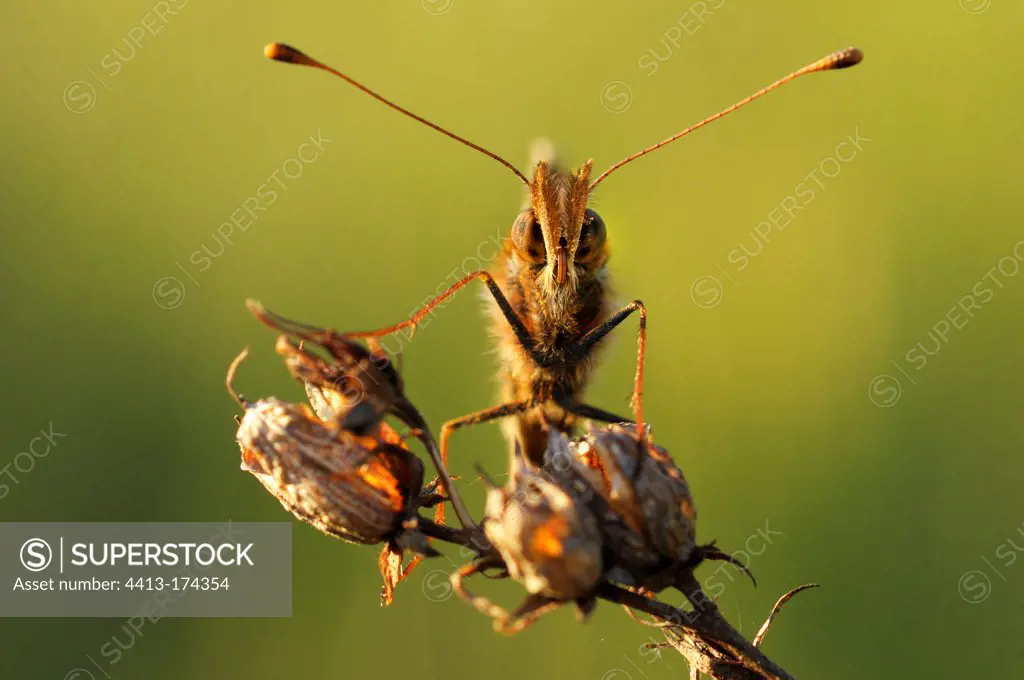 Weaver's Fritillary podes on capsules at sunset France