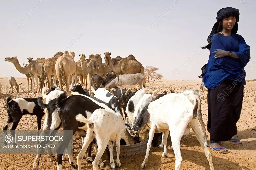 Tuareg at wells with her herd Desert of Tenere Niger