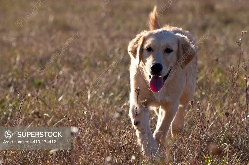 Young Golden retriever walking in the grass France